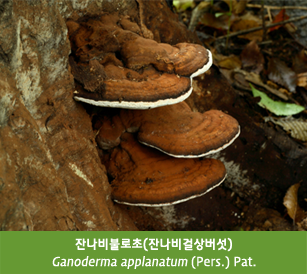 잔나비불로초(잔나비걸상버섯)
Ganoderma applanatum (Pers.) Pat.