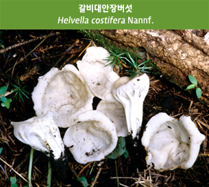갈비대안장버섯
Helvella costifera Nannf.