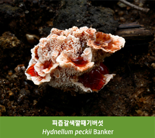 피즙갈색깔때기버섯
Hydnellum peckii Banker