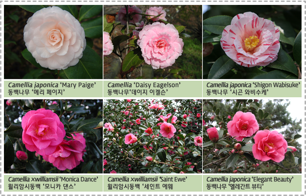 Camellia japonica ‘Mary Paige’ 동백나무 ‘메리 페이지’,
            Camellia ‘Daisy Eagelson’ 동백나무‘데이지 이겔슨’,
            Camellia japonica ‘Shigon Wabisuke’ 동백나무 ‘시곤 와비수케’,
            Camellia ×williamsii ‘Monica Dance’윌리암시동백 ‘모니카 댄스’,
            Camellia ×williamsii ‘Saint Ewe’ 윌리암시동백 ‘세인트 에웨,
            Camellia japonica ‘Elegant Beauty’, 동백나무 ‘엘레간트 뷰티’, 
