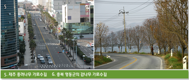 5. 제주 종려나무 가로수길 6. 충북 영동군의 감나무 가로수길