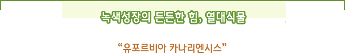 녹색성장의 든든한 힘,  열대식물,  “유포르비아 카나리엔시스”