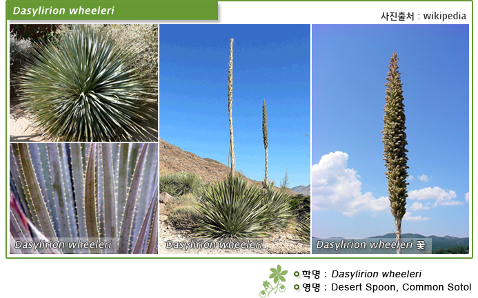 Dasylirion wheeleri 사진출처: wikipedia 
학명 :Dasylirion wheeleri .
영명: Desert Spoon, Common Sotol