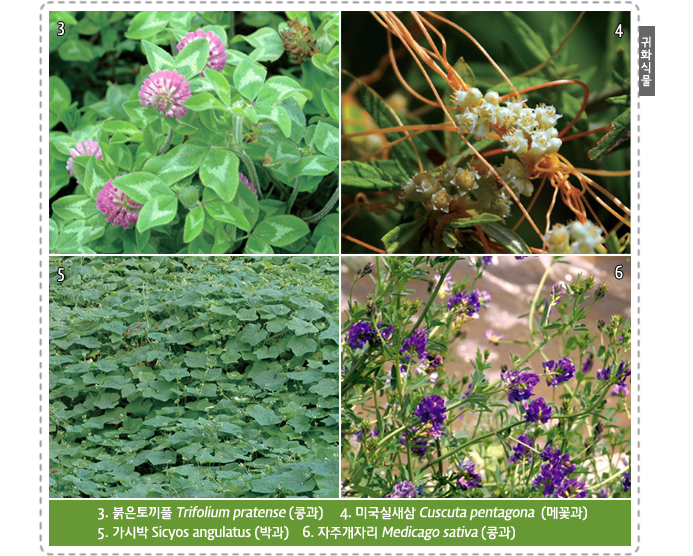 귀화식물 3. 붉은토끼풀 Trifolium pratense (콩과)     4. 미국실새삼 Cuscuta pentagona  (메꽃과)
5. 가시박 Sicyos angulatus (박과)    6. 자주개자리 Medicago sativa (콩과)

   
