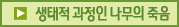 생태적 과정인 나무의 죽음