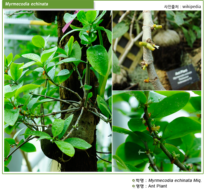 Myrmecodia echinata 사진출처: wikipedia 학명 : Myrmecodia echinata Miq.
영명: Ant Plant