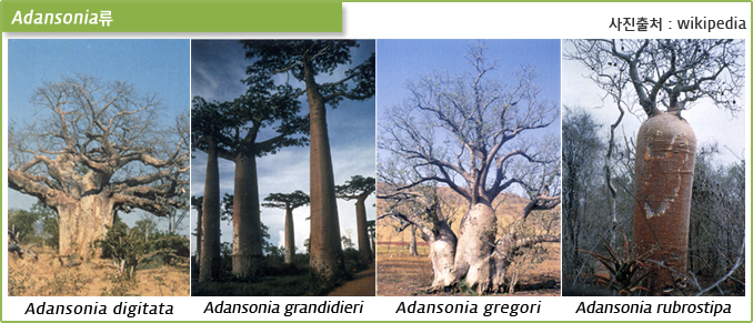 Adansonia류(사진출처 : wikipedia) - Adansonia digitata, Adansonia grandidieri, Adansonia gregori, Adansonia rubrostipa
