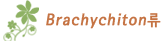 Brachychiton류