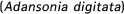 (Adansonia digitata)