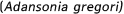 (Adansonia gregori)