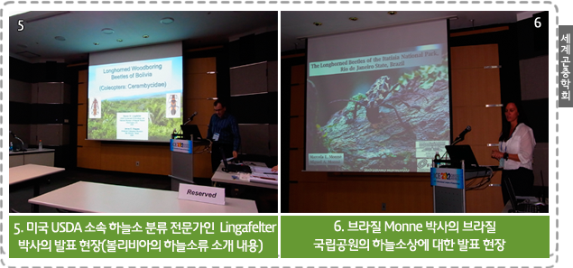 세계곤충학회
                5. 미국 USDA 소속 하늘소 분류 전문가인  Lingafelter 
                박사의 발표 현장(볼리비아의 하늘소류 소개 내용)
                6. 브라질 Monne 박사의 브라질
                국립공원의 하늘소상에 대한 발표 현장    