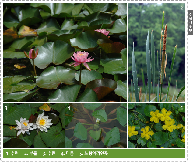 수생식물원-1.수련, 2.부들, 3.수련, 4.마름, 5.노랑어린연꽃