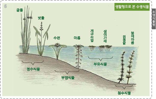 수생식물원 6.생활영으로 본 수생실물, 정수식물:골풀,벗풀, 부엽식풀:수련, 마름, 부유식풀:개구리밥,생이가래, 침수식물 : 검정말, 붕어마름