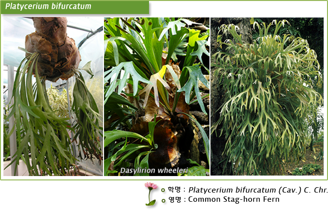 Platycerium bifurcatum  Dasylirion wheeleri  학명 :Platycerium bifurcatum (Cav.) C. Chr. 영명: Common Stag-horn Fern