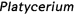 Platycerium