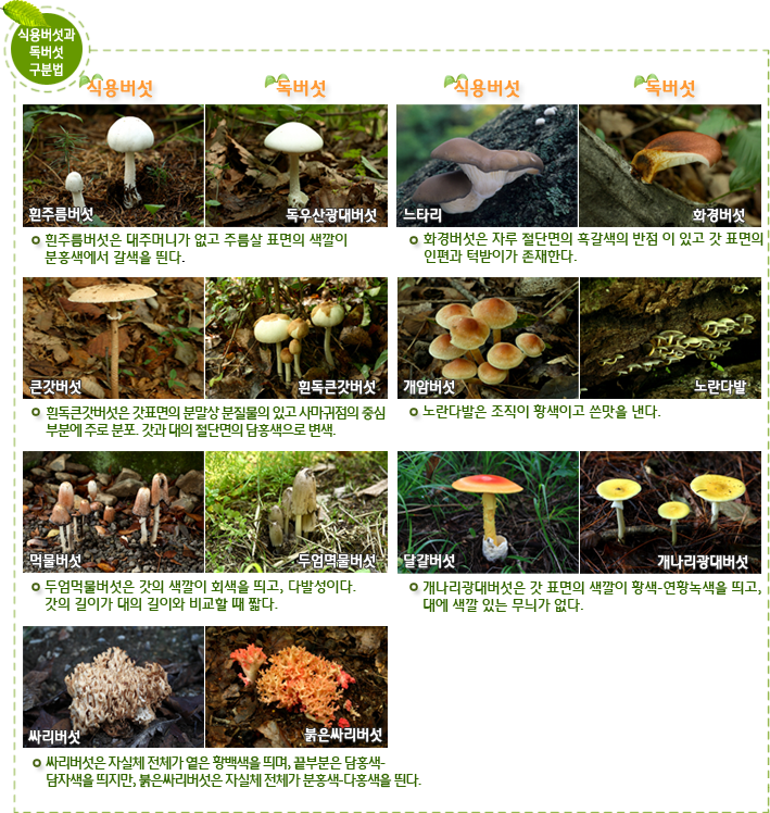 식용버섯과 독버섯 구분법