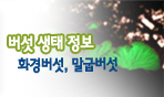 생생버섯정보 화경버섯,말굽버섯