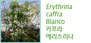 Erythrina caffra Blanco카프라 에리스리나