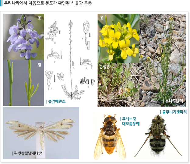 우리나라에서 처음으로 분포가 확인된 식물과 곤충: 솔잎해란초-꽃, 잎, 봄나도냉이- 꽃,근생엽, 흰빗살털날개나방, 무늬노랑 대모꽃등에, 줄무늬기생파리
