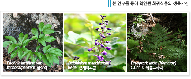 본 연구를 통해 확인된 희귀식물의 생육사진 - Paeonia lactiflora var. trichocarpa Stern  참작약, Delphinium maackianum Regel  큰제비고깔, Dryopteris laeta (Komarov) C.Chr.  바위틈고사리