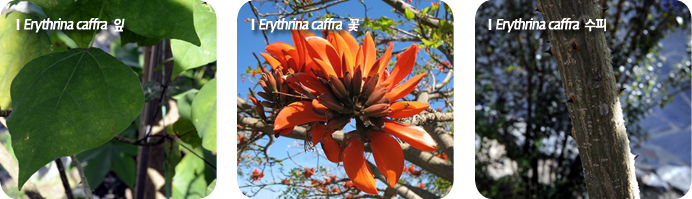 Erythrina caffra  잎 .Erythrina caffra  꽃,Erythrina caffra  수피   