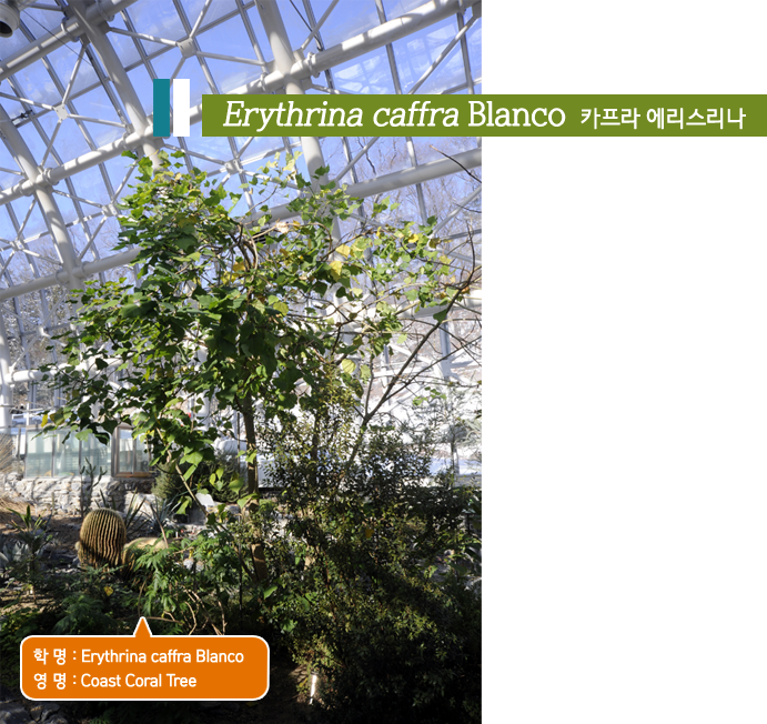 Erythrina caffra Blanco  카프라 에리스리나, 학 명 : Erythrina caffra Blanco,영 명 : Coast Coral Tree 
