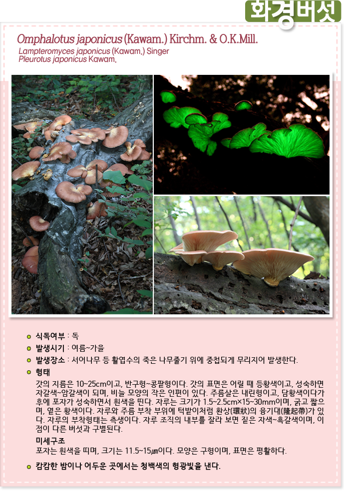 화경버섯
                                        Omphalotus japonicus (Kawam.) Kirchm. & O.K.Mill.
                                        Lampteromyces japonicus (Kawam.) Singer
Pleurotus japonicus Kawam.

                                        식독여부 : 독발생시기 : 여름~가을
                                        발생장소 : 서어나무 등 활엽수의 죽은 나무줄기 위에 중첩되게 무리지어 발생한다.
                                        형태 : 갓의 지름은 10~25cm이고, 반구형~콩팥형이다. 갓의 표면은 어릴 때 등황색이고, 성숙하면
                                        자갈색~암갈색이 되며, 비늘 모양의 작은 인편이 있다. 주름살은 내린형이고, 담황색이다가 
                                        후에 포자가 성숙하면서 흰색을 띤다. 자루는 크기가 1.5~2.5cm×15~30mm이며, 굵고 짧으며, 
                                        옅은 황색이다. 자루와 주름 부착 부위에 턱밭이처럼 환상(環狀)의 융기대(隆起帶)가 있다. 
                                        자루의 부착형태는 측생이다. 자루 조직의 내부를 잘라 보면 짙은 자색~흑갈색이며, 이점이 다른 버섯과 구별된다.
                                        미세구조 : 포자는 흰색을 띠며, 크기는 11.5~15㎛이다. 모양은 구형이며, 표면은 평활하다. 
                                        캄캄한 밤이나 어두운 곳에서는 청백색의 형광빛을 낸다.