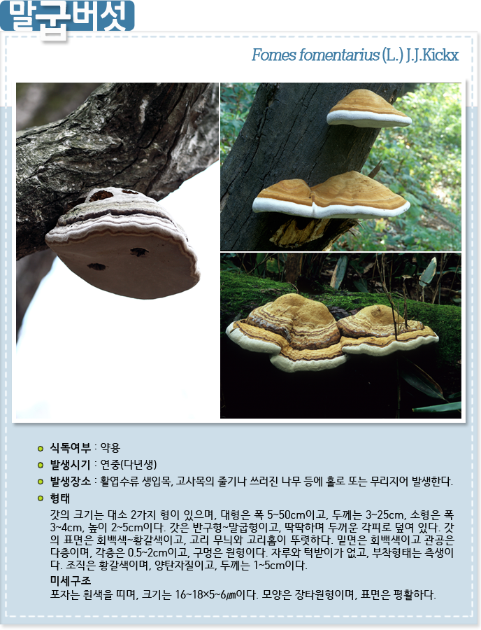 말굽버섯
                                        Fomes fomentarius (L.) J.J.Kickx
                                        식독여부 : 약용
                                        발생시기 : 연중(다년생)
                                        발생장소 : 활엽수류 생입목, 고사목의 줄기나 쓰러진 나무 등에 홀로 또는 무리지어 발생한다.
                                        형태 : 갓의 크기는 대소 2가지 형이 있으며, 대형은 폭 5~50cm이고, 두께는 3~25cm, 소형은 폭
                                        3~4cm, 높이 2~5cm이다. 갓은 반구형~말굽형이고, 딱딱하며 두꺼운 각피로 덮여 있다. 
                                        갓의 표면은 회백색~황갈색이고, 고리 무늬와 고리홈이 뚜렷하다. 밑면은 회백색이고 관공은 
                                        다층이며, 각층은 0.5~2cm이고, 구멍은 원형이다. 자루와 턱받이가 없고, 부착형태는 측생이다.
                                         조직은 황갈색이며, 양탄자질이고, 두께는 1~5cm이다.
                                        미세구조 : 
                                        자는 흰색을 띠며, 크기는 16~18×5~6㎛이다. 모양은 장타원형이며, 표면은 평활하다