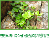 한반도 미기록 식물 ‘섬진달래(가칭)’ 발견
