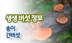 생생버섯정보 송이, 간버섯
