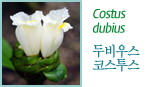 Costus 두비우스 코스투스