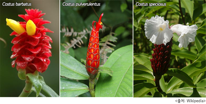 Costus barbatus, Costus pulverulentus, Costus speciosus 출처:Wikipedia