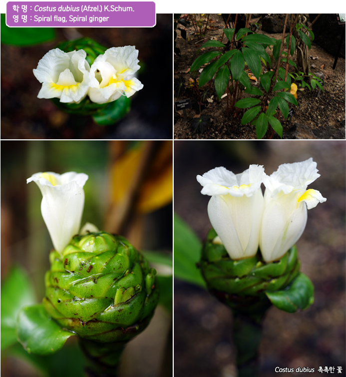 학 명 :  Costus dubius (Afzel.) K.Schum. 
영 명 :Spiral flag, Spiral ginger Costus dubius  촉촉한 꽃