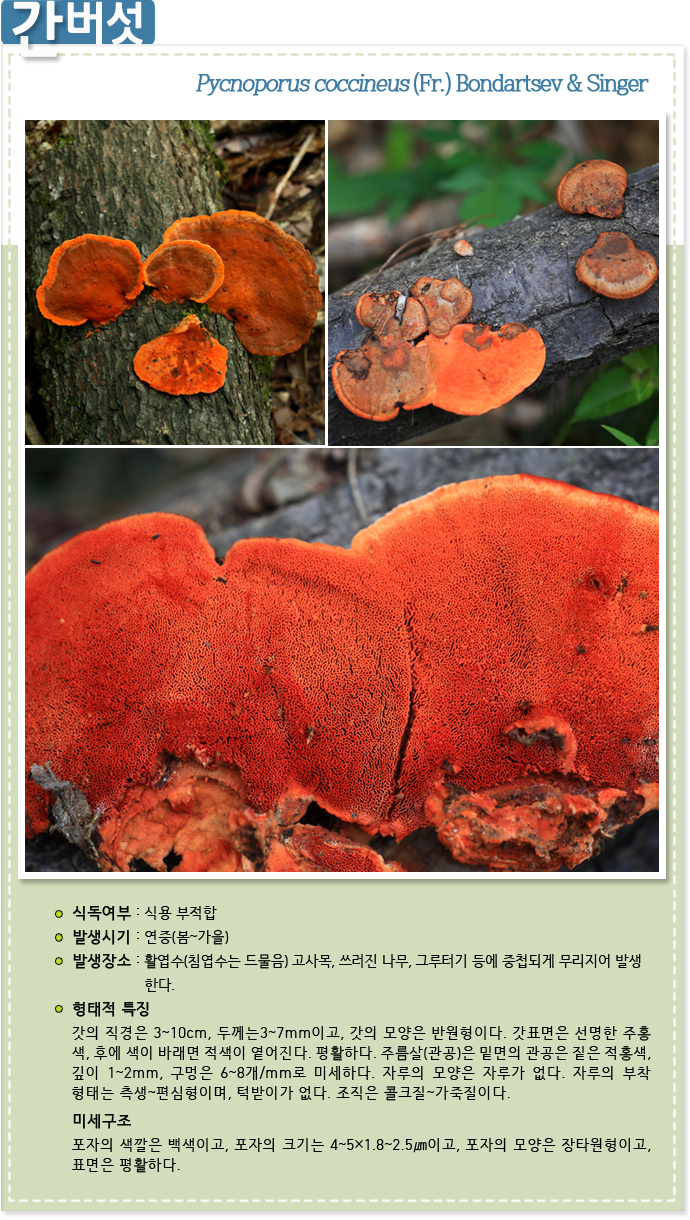 간버섯 Pycnoporus coccineus (Fr.) Bondartsev & Singer 
                    
식독여부 : 식용 부적합

발생시기 : 연중(봄~가을)

발생장소 : 활엽수(침엽수는 드물음) 고사목, 쓰러진 나무, 그루터기 등에 중첩되게 무리지어 발생 한다.


형태적 특징 : 갓의 직경은 3~10cm, 두께는3~7mm이고, 갓의 모양은 반원형이다. 갓표면은 선명한 주홍 색, 후에 색이 바래면 적색이 옅어진다. 평활하다. 주름살(관공)은 밑면의 관공은 짙은 적홍색, 깊이 1~2mm, 구멍은 6~8개/mm로 미세하다. 자루의 모양은 자루가 없다. 자루의 부착 형태는 측생~편심형이며, 턱받이가 없다. 조직은 콜크질~가죽질이다.

미세구조: 포자의 색깔은 백색이고, 포자의 크기는 4~5×1.8~2.5㎛이고, 포자의 모양은 장타원형이고, 표면은 평활하다.