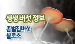 생생버섯정보 좀벌집버섯 불로초