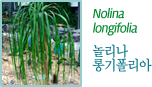 Nolina longifolia 놀리나 롱기폴리아