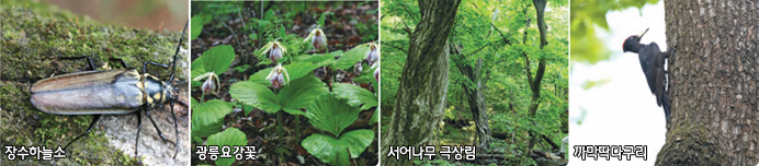 장수하늘소, 광릉요강꽃, 서어나무 극상름, 까막딱다구리
