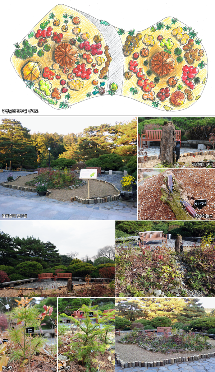 광릉숲의 친구들 평면도, 광릉숲의 친구들, 까막딱다구리, 장수하늘소, 잣나무, 전나무