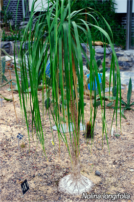 Nolina Longifolia