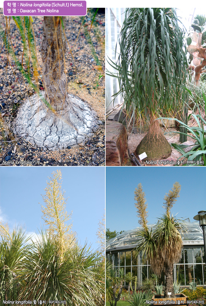 학 명 : Nolina longifolia (Schult.f.) Hemsl. 
영 명 : Oaxacan Tree Nolina , Nolina longifolia 기부, Nolina longifolia (출처:뭰헨식물원), Nolina longifolia 꽃 (출처:위키디피아), Nolina longifolia (출처:위키디피아)