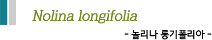 Nolina longifolia -놀리나 롱기폴리아-