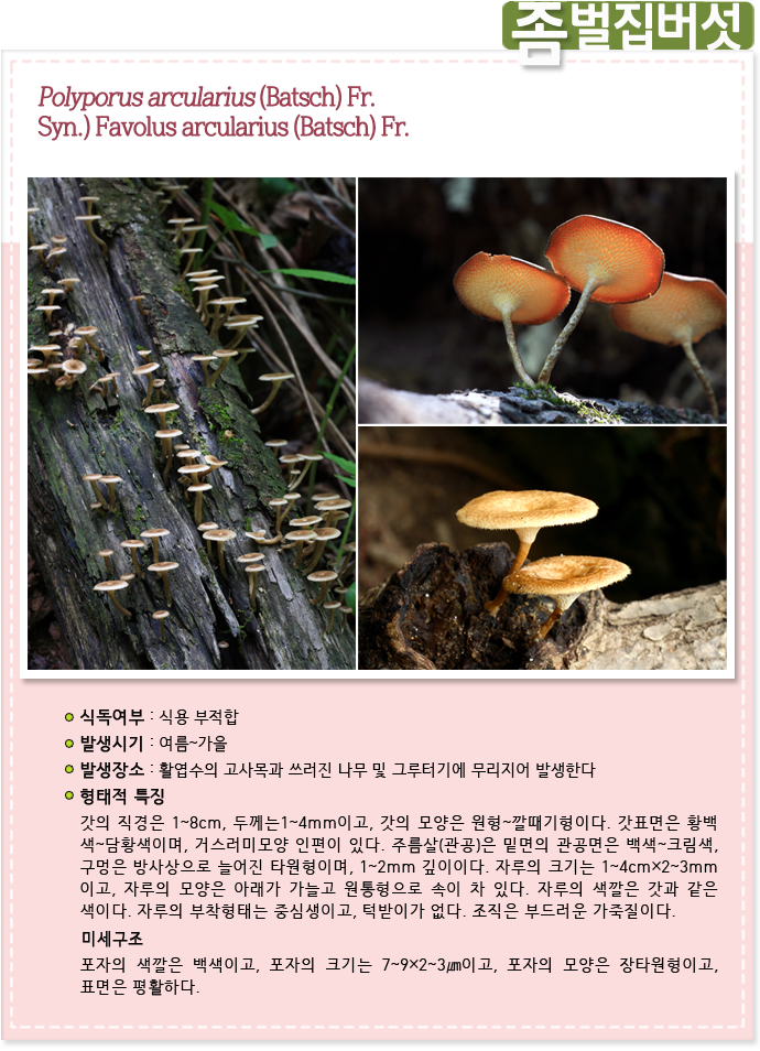 좀벌집버섯 Polyporus arcularius (Batsch) Fr. 
Syn.) Favolus arcularius (Batsch) Fr.
                    
식독여부 : 식용부적합

발생시기 : 여름~가을

발생장소 :   활엽수의 고사목과 쓰러진 나무 및 그루터기에 무리지어 발생한다.

형태적 특징 : 갓의 직경은 1~8cm, 두께는1~4mm이고, 갓의 모양은 원형~깔때기형이다. 갓표면은 황백 색~담황색이며, 거스러미모양 인편이 있다. 주름살(관공)은 밑면의 관공면은 백색~크림색, 구멍은 방사상으로 늘어진 타원형이며, 1~2mm 깊이이다. 자루의 크기는 1~4cm×2~3mm이고, 자루의 모양은 아래가 가늘고 원통형으로 속이 차 있다. 자루의 색깔은 갓과 같은 색이다. 자루의 부착형태는 중심생이고, 턱받이가 없다. 조직은 부드러운 가죽질이다.

미세구조 : 포자의 색깔은 백색이고, 포자의 크기는 7~9×2~3㎛이고, 포자의 모양은 장타원형이고, 표면은 평활하다.