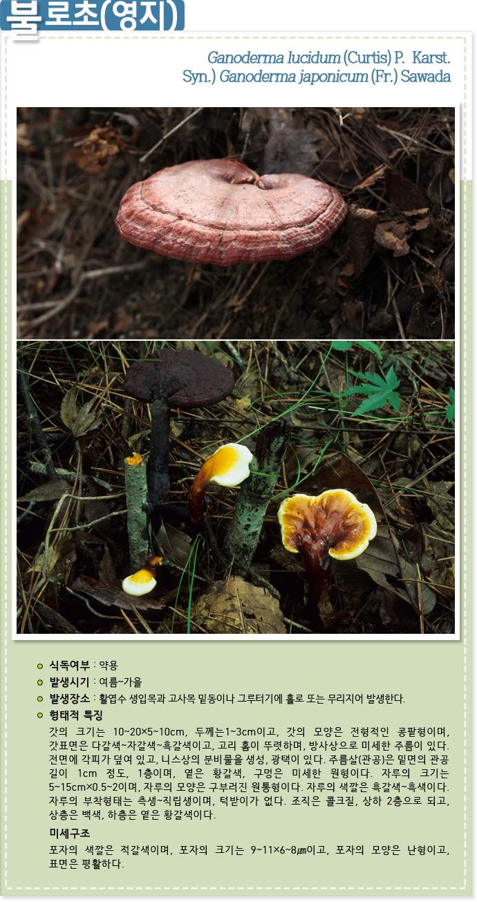 불로초(영지) Ganoderma lucidum (Curtis) P.  Karst.
Syn.) Ganoderma japonicum (Fr.) Sawada
                    
식독여부 : 약용

발생시기 : 여름~가을

발생장소 : 활엽수 생입목과 고사목 밑동이나 그루터기에 홀로 또는 무리지어 발생한다.

형태적 특징 : 갓의 크기는 10~20×5~10cm, 두께는1~3cm이고, 갓의 모양은 전형적인 콩팥형이며, 갓표면은 다갈색~자갈색~흑갈색이고, 고리 홈이 뚜렷하며, 방사상으로 미세한 주름이 있다. 전면에 각피가 덮여 있고, 니스상의 분비물을 생성, 광택이 있다. 주름살(관공)은 밑면의 관공 길이 1cm 정도, 1층이며, 옅은 황갈색, 구멍은 미세한 원형이다. 자루의 크기는 5~15cm×0.5~2이며, 자루의 모양은 구부러진 원통형이다. 자루의 색깔은 흑갈색~흑색이다. 자루의 부착형태는 측생~직립생이며, 턱받이가 없다. 조직은 콜크질, 상하 2층으로 되고, 상층은 백색, 하층은 옅은 황갈색이다.

미세구조: 포자의 색깔은 적갈색이며, 포자의 크기는 9~11×6~8㎛이고, 포자의 모양은 난형이고, 표면은 평활하다.