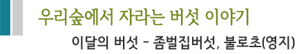 우리숲에서 자라는 버섯 이야기 이달의 버섯 - 좀벌집버섯, 불로초(영지)