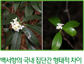 백서향의 국내 집단간 형태적 차이 