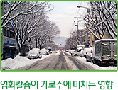 염화칼슘이 가로수에 미치는 영향