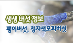 생생버섯정보 팽이버섯,청자색모피버섯