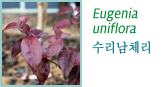 Eugenia  수리남 체리