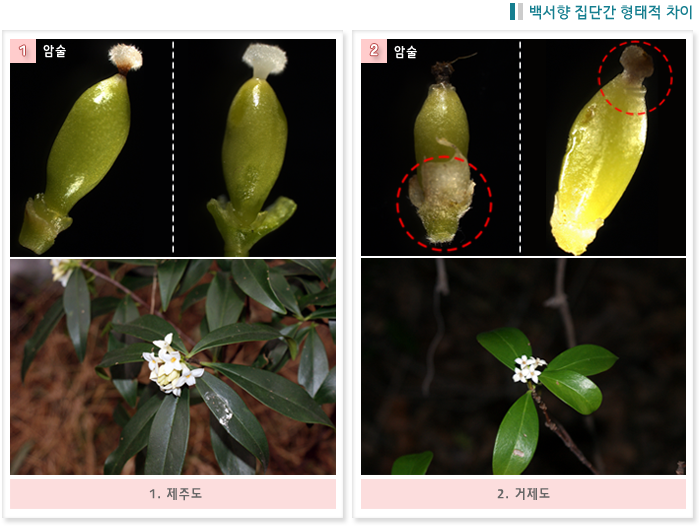 백서향 집단간 형태적 차이
1.암술(제주도) 
2.암술(거제도) 