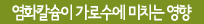 염화칼슘이 가로수에 미치는 영향